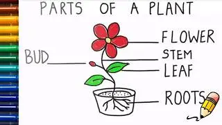 How to draw parts of a plant// drawing parts of a plant with easy step by step video