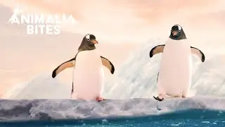 ANTARCTICA WILDLIFE DOCUMENTARY: HOW PENGUINS SURVIVE ANTARCTICA'S BRUTAL COLD #penguin