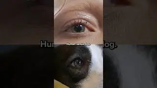 Dog VS Human : Who has better vision??