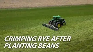 Crimping Rye after Planting Beans