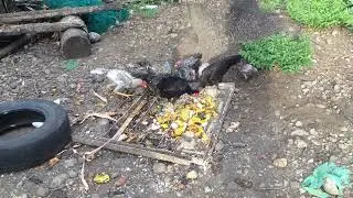 Philippine native chicken morning feeding