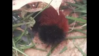 Wooly Bear caterpillar to a Tiger Moth