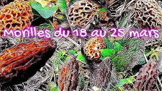 Petites sorties morilles de la semaine