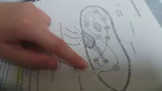 ASMR - biologie, whispering