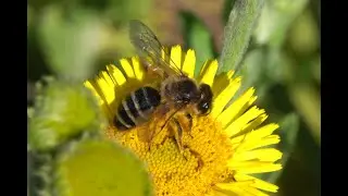 Grasbij Andrena flavipes, vrouwtje, foeragerend op heelblaadjes en vliegend