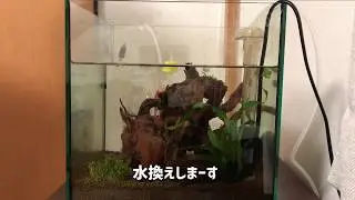 水カビの猛威　アクアリウム(初心者)