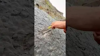 Belemnites are squid-like cephalopods that existed from the Late Triassic to Late Cretaceous 🌅 🦕