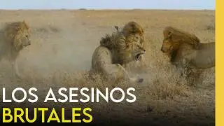 Los Leones más Brutales del Serengeti | The Killers