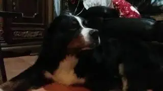 Dog's tongue in slow motion (bernese mountain dog)