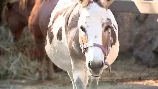 Search on for kids who broke into New Jersey farm, rode animals overnight