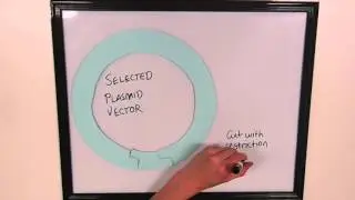 Restriction Enzyme Cloning Into a Plasmid Vector
