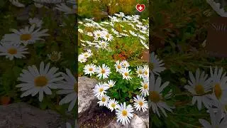 Beautiful flowers blooming in the Geneva Botanical Gardens in autumn, Switzerland🇨🇭