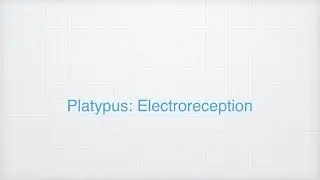 Ep 3: Electroreception