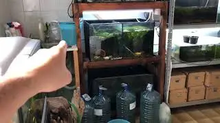 Unboxing Scalari Manacapuru