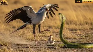 Steel Legs Against Venom: Mother Secretary Bird Fights King Cobra to Save Her Chicks!