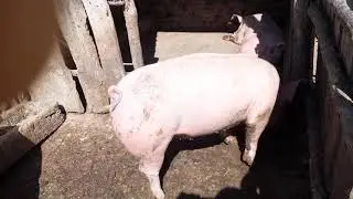 Ellésután 1 nappal.🐖