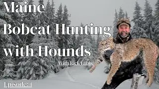 Bobcat Hunting in Maine with Hounds: Episode 1 with Rick Labbe &ndash; New Hounds, Big Success! #hunting