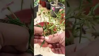 Tips to Save Dying Vinca plant🌸🌿 #youtubeshorts #shorts #shortsviral