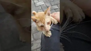 Mulai lagi #cat #cats #kucing #kucinglucu #fyp #fypシ゚viral #fypシ #shorts #shortvideo #pov #kitten