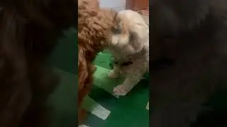 Furry brothers play fighting #cavapoo #puppy #shorts