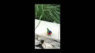 #birdsattheZoo #familytime #triptozoo