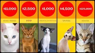 Top 50 Most Expensive Cats in the World| Expensive Cat Breeds #cat #cats #datacomparison
