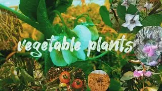 🌱local vegetable plants of his flowers 🥦🥬|| HRY.