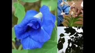 Medicinal Orchid based Formulations for Inflammation: Pankaj Oudhia's Medicinal Plant Database