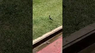 Baby Lapwings' First Steps! So Cute! 😍🐧
