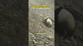 Yet again, tourists ran into a wild panda in Baoxing&mdash;only about 10 meters away.