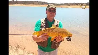 Carpas a Mosca con caña del nº5  Ventajas e inconvenientes