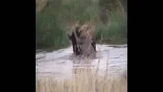 Amazing king lion 🦁 hunt a big buffalo 🐃 in the water hole.