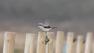Varf&aring;gel