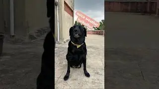 my black labradoodle #labrador #labradorretriever #matteblack