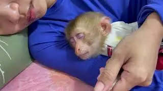 Human take care Baby mnkey to sleep look like her real daughter 