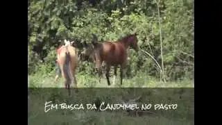 Em busca da Candymel no pasto - &Eacute;gua PSA com Vitor Peron