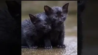 Found in the Rain at Night: Two Black Kittens’ Journey to a New Home