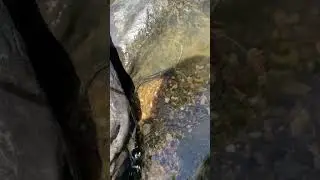 Pictus catfish release. Got too big for aquarium and started eating my other fish!