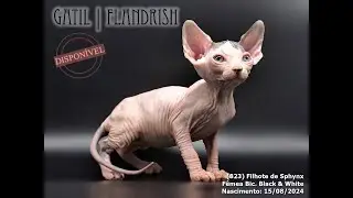(823) Filhote de Sphynx - Fêmea Bicolor Black