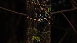 Mysterious Plasma Orb UAP Captured Hovering in Tree - Rare Footage of Unexplained Phenomenon