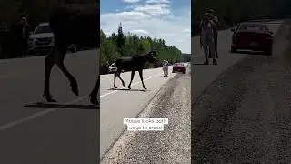 Giant bull moose crosses the road in Algonquin Provincial park #wildlife #animals #nature #canada