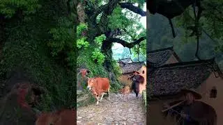 My hometown in the Chinese countryside, ancient trees, bluestone roads, coir raincoats