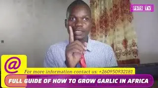 FULL GUIDE OF HOW TO GROW GARLIC IN AFRICA (Daily Farm Lessons)
