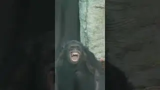Screaming chimpanzee noises sound #shorts #screaming #chimpanzee