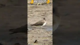 #wildlife #india #birds #photography  12x telephoto lens #nikon #dslr #photography #viral #video