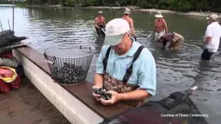 Oyster Farmer's Under Threat From Ocean Acidification | Video
