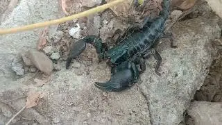 SCORPION SOLO & scorpion venom effects 🦂 Amazing scorpion 🦂😲