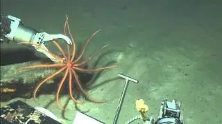 HUMMA 2012 seastar recovery