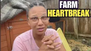 Why Baby Quail Didn&rsquo;t Survive | Raising Quail for Beginners