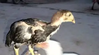 Java aseel rooster 🐓 giving chick 🐣 rooster 🐓 giving chick java aseel rooster 🐓